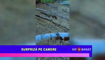 Surpriză pe camere