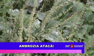 Ambrozia atacă!