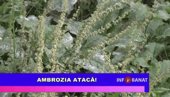 Ambrozia atacă!