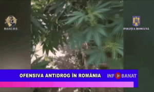Ofensiva antidrog în România