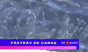Păstrăv de Caraș