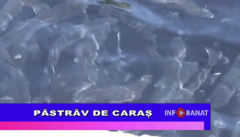 Păstrăv de Caraș