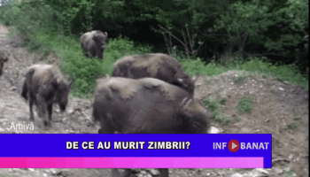 De ce au murit zimbrii?