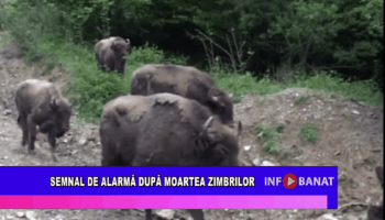 Semnal de alarmă după moartea zimbrilor