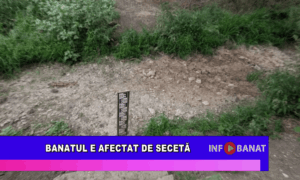 Banatul e afectat de secetă