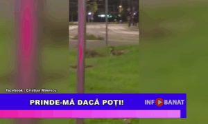 Prinde-mă dacă poți!