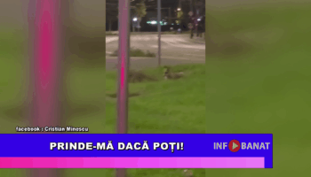 Prinde-mă dacă poți!