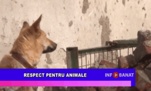 Respect pentru animale