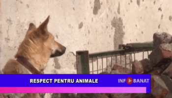Respect pentru animale