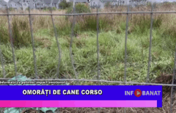 Omorâți de cane corso