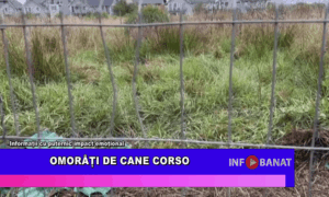 Omorâți de cane corso