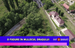 O pădure în mijlocul orașului