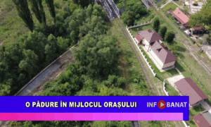 O pădure în mijlocul orașului