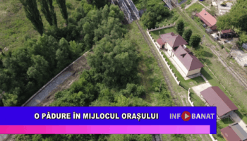 O pădure în mijlocul orașului