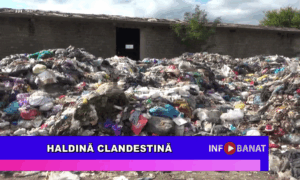 Haldină clandestină