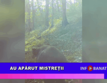 Au apărut mistreții