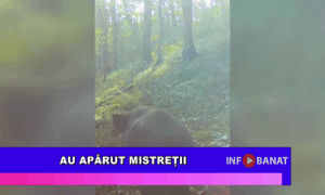 Au apărut mistreții