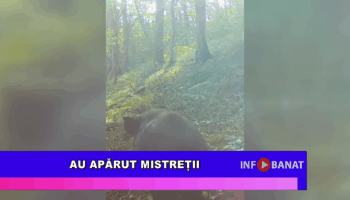 Au apărut mistreții
