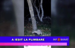 A ieșit la plimbare
