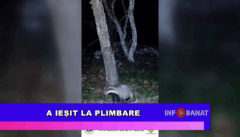 A ieșit la plimbare