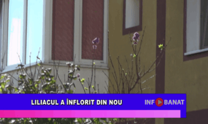 Liliacul a înflorit din nou