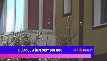 Liliacul a înflorit din nou