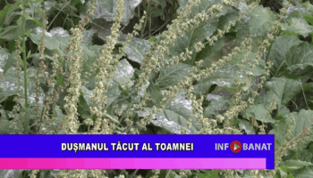 Dușmanul tăcut al toamnei