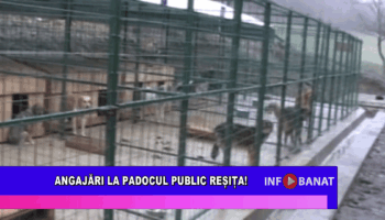 Angajări la Padocul Public Reșița!