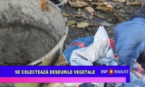 Se colectează deșeurile vegetale