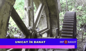Unicat în Banat