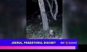 Jderul, prădătorul discret