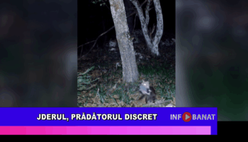 Jderul, prădătorul discret