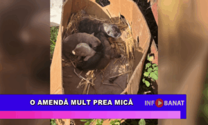 O amendă mult prea mică