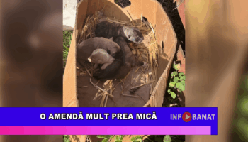 O amendă mult prea mică