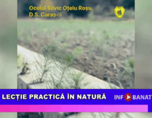Lecție practică în natură