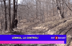 Lemnul, la control!