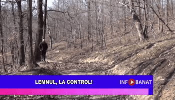 Lemnul, la control!