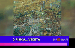 O pisică…    vedetă