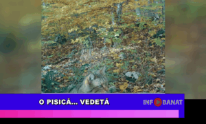 O pisică…    vedetă