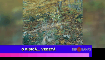 O pisică…    vedetă