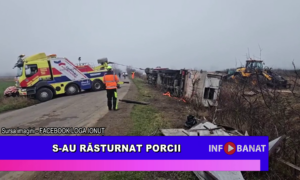 S-au răsturnat porcii