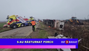S-au răsturnat porcii