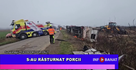 S-au răsturnat porcii