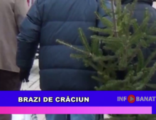 Brazi de Crăciun