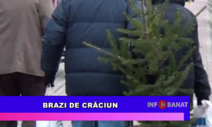 Brazi de Crăciun