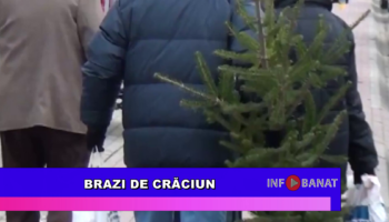 Brazi de Crăciun