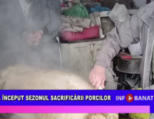 A început sezonul sacrificării porcilor