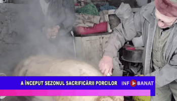 A început sezonul sacrificării porcilor