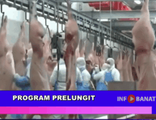 Program prelungit