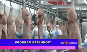 Program prelungit